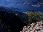 Samotny modrzew pod grani Monte Legnone