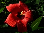 Hibiskus w naszym ogrodzie w Domaso